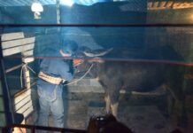 Smiling Buffalo Sliding Into Depression: Farmer Friend Surat Phaeoket tends to Tongkum Thursday night at Khan Na Yao Police Station.