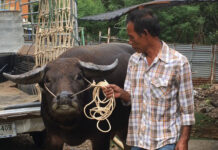 Smiling Buffalo Seized by Police, Impounded as Evidence Tongkum is led off the truck that brought him from Chai Nat province Tuesday and into Bangkok’s Khan Na Yao Police Station.