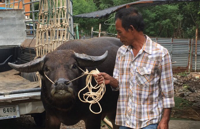 Tongkum is led off the truck that brought him from Chai Nat province Tuesday and into Bangkok’s Khan Na Yao Police Station. Tongkum is led off the truck that brought him from Chai Nat province Tuesday and into Bangkok’s Khan Na Yao Police Station.