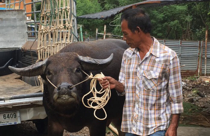 Tongkum is led off the truck that brought him from Chai Nat province Tuesday and into Bangkok’s Khan Na Yao Police Station.