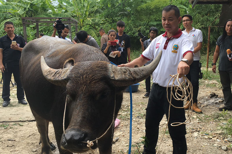 A police officer washes Tongkum on Tuesday at the Khan Na Yao police station.