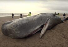 Dead Whale Had 115 Plastic Cups, 2 Flip-Flops in Its Stomach A sperm whale beached in 2016 in Skegness, England. Image: ODN / YouTube