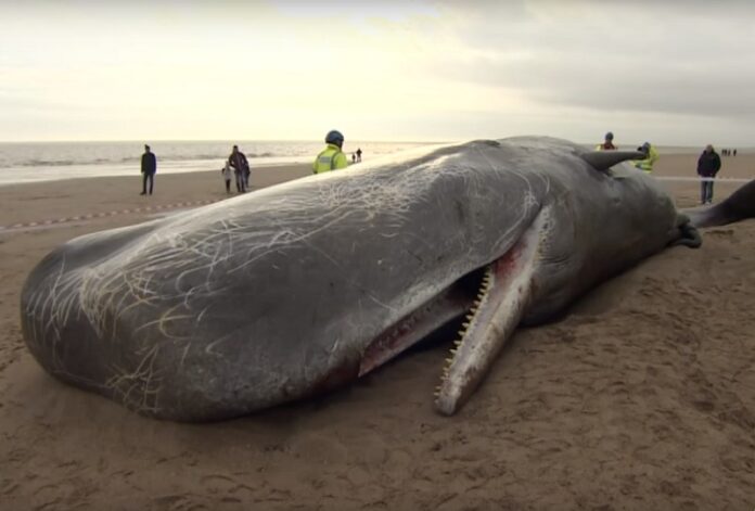 A sperm whale beached in 2016 in Skegness, England. Image: ODN / YouTube A sperm whale beached in 2016 in Skegness, England. Image: ODN / YouTube