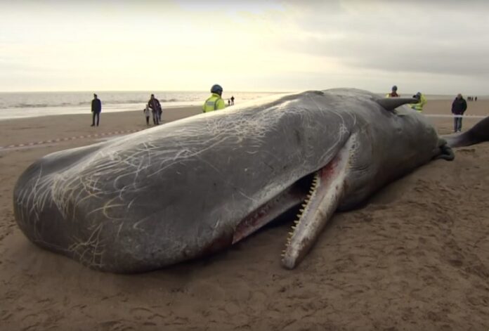 A sperm whale beached in 2016 in Skegness, England. Image: ODN / YouTube