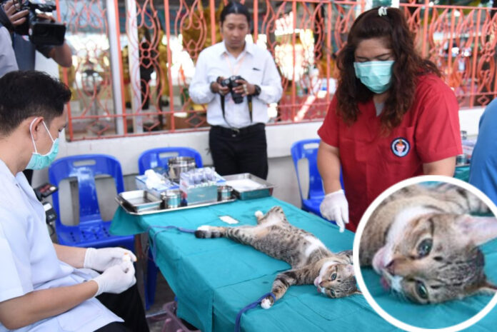 A cat is prepared for sterilization at a free City Hall mobile health service in an undated file photo.