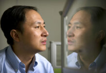 First Babies Born With Edited Genes: Chinese Researcher He Jiankui is reflected in a glass panel as he works at a computer on Oct. 10, 2018, at a laboratory in Shenzhen in southern China's Guangdong province. Photo: Mark Schiefelbein / Associated Press