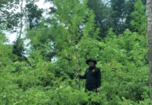 Thailand Rushes Law Allowing Medical Use of All Class 5 Drugs A ranger stands amid a large strand of cannabis to be confiscated Oct. 8 in Phetchaburi province.