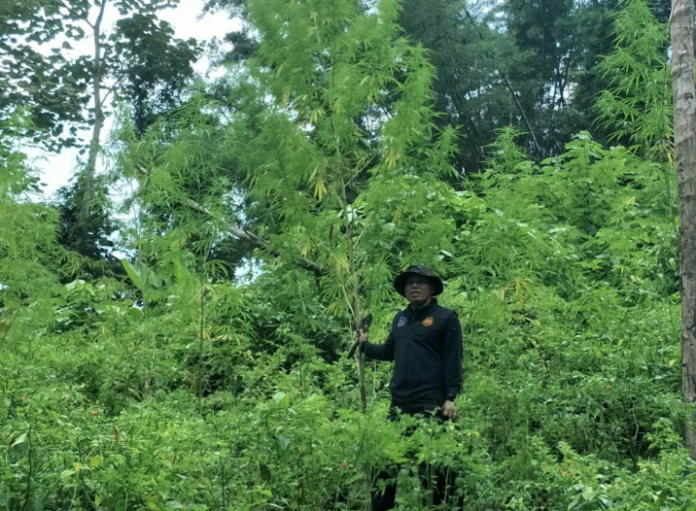 A ranger stands amid a large strand of cannabis to be confiscated Oct. 8 in Phetchaburi province. A ranger stands amid a large strand of cannabis to be confiscated Oct. 8 in Phetchaburi province.