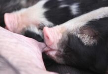 Global Animal Welfare Concern Underpins Thai Pig Farm More Awareness