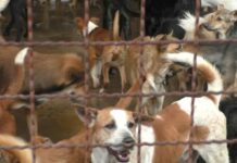 City Hall Vows Humane Round Up of Stray Dogs Dogs in a government shelter in a file photo.