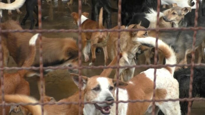 Dogs in a government shelter in a file photo.