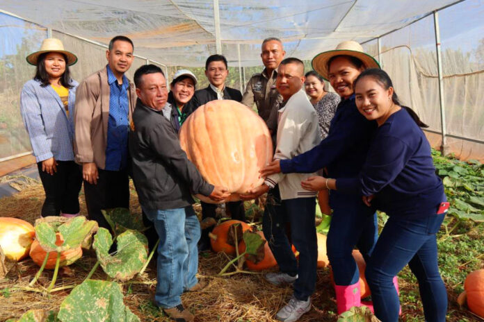 Panadda Nakorn, in hat at right, shows off the 50-kilogram pumpkin Wednesday she hopes will win the local ag fair in Tak province.