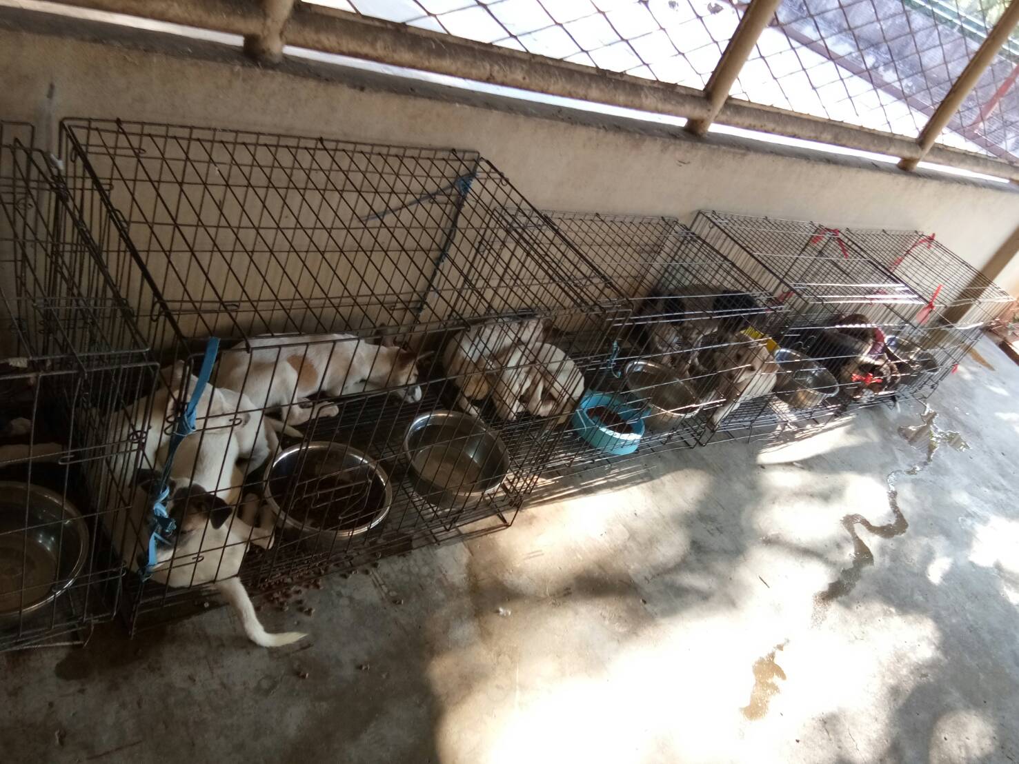 Dogs lie in cages at the Prawet shelter. Photo: Watchdog Thailand / Courtesy