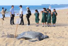 Public Invited to Monitor Latest Rare Turtle Egg Discovery Photo: Department of Marine and Coastal Resources / Facebook
