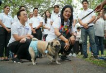 Regime Fears Embarrassment by Foreign Poll Monitors: Veteran Thai Observer Pheu Thai Party's Sudarat Keyuraphan poses with a dog during a campaign stop Sunday in Bangkok's Bang Kapi district.