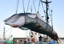 Japan Will Resume Commercial Whaling, But Not in Antarctic A minke whale is unloaded at a port after a whaling for scientific purposes in 2017 in Kushiro, in the northernmost main island of Hokkaido. Photo: Associated Press