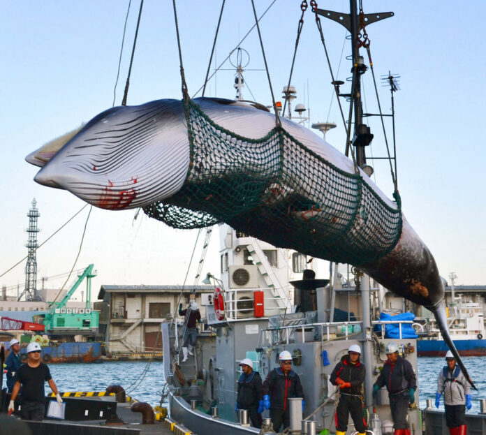 A minke whale is unloaded at a port after a whaling for scientific purposes in 2017 in Kushiro, in the northernmost main island of Hokkaido. Photo: Associated Press