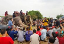 Elephants Join Search for Missing 2-Year-Old Boy