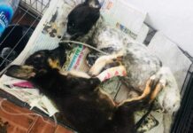 Cats & Dogs Die by Hundreds in Disease-Infested Bangkok Shelter: Rights Group Puppies being treated in December after taken out of the Prawet shelter. Photo: Watchdog Thailand / Courtesy