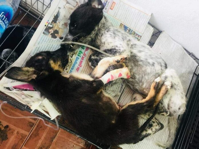 Puppies being treated in December after taken out of the Prawet shelter. Photo: Watchdog Thailand / Courtesy
