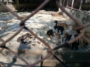 Dogs in a den at the Prawet shelter. Photo: Watchdog Thailand / Courtesy