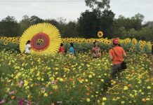 Send Off 2018 Among the Sunflowers of Korat