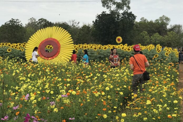 Tourists pose for photos in the sunflower field.