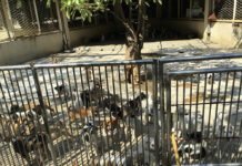 Bangkok to Halt Roundups, Take New Approach to Stray Animals Sick animals packed into cages at a government animal shelter in December at Bangkok's Prawet district. Photo: Watchdog Thailand / Courtesy