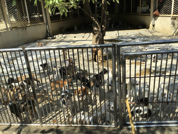 Sick animals packed into cages at a government animal shelter in December at Bangkok's Prawet district. Photo: Watchdog Thailand / Courtesy