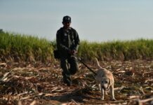 Search for Missing Boy in Suphan Buri Field Enters 9th Day