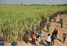 2-Year-Old Boy’s Body Found in Sugarcane Field