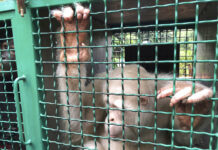 Alba the Albino Orangutan Returned to Jungle in Indonesia Alba, an albino orangutan, sits inside a cage before being released Wednesday in the Bukit Baka Bukit Raya National Park in Central Kalimantan, Indonesia. Photo: Andi Jatmiko / Associated Press