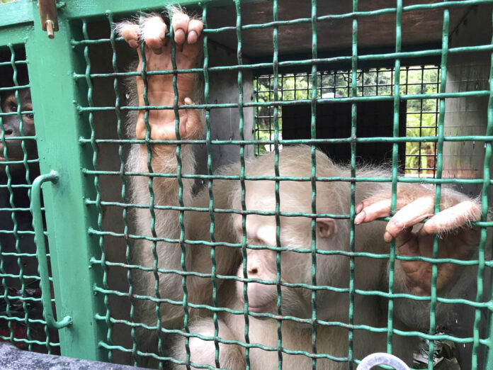 Alba, an albino orangutan, sits inside a cage before being released Wednesday in the Bukit Baka Bukit Raya National Park in Central Kalimantan, Indonesia. Photo: Andi Jatmiko / Associated Press