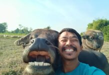 Smiling Buffalo Reunited With Farmer by Anonymous Donor Surat Phaeoket and Tongkum are smiling together again Sunday after being reunited in Chai Nat province. Photo: Smiling Buffalo, A Little Thing Called Happiness. Surat Phaeoket & Tongkum / Facebook
