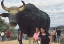 Bull Statue Attacked by Real Bull