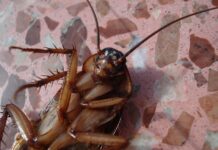 No Really, Do Not Eat Cockroaches: Thai Health Department