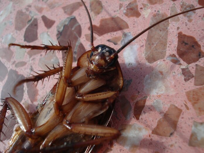 cockroach-15093_1280