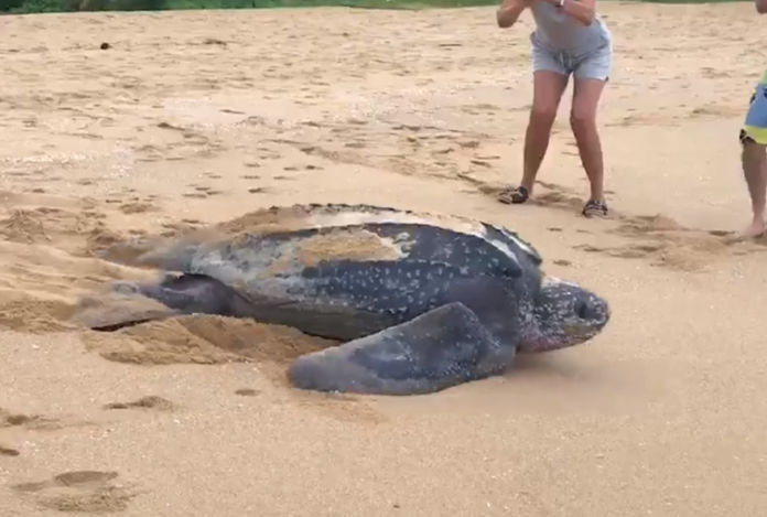 A still image from a video posted online Monday shows a leatherback sea turtle on a Phang Nga beach. Image: Thon Thamrongnawasawat / Facebook