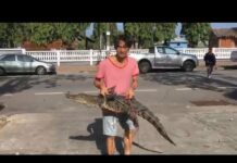 Croc Thrown in Lockup After Crashing Krabi Pub Party (Video)