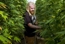 From Canada to Thailand, 2018’s Banner Year For Legal Marijuana Steve Fagan, grower and collective owner of SLOgrown Genetics, attends to his organically cultivated cannabis on Sept. 11 at his farm in the coastal mountain range of San Luis Obispo, California. Photo: Richard Vogel / Associated Press
