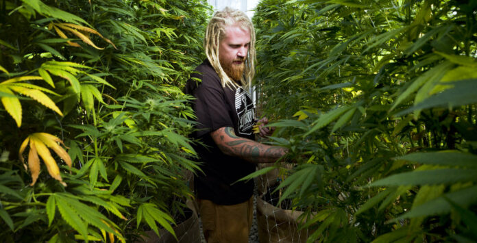 Steve Fagan, grower and collective owner of SLOgrown Genetics, attends to his organically cultivated cannabis on Sept. 11 at his farm in the coastal mountain range of San Luis Obispo, California. Photo: Richard Vogel / Associated Press