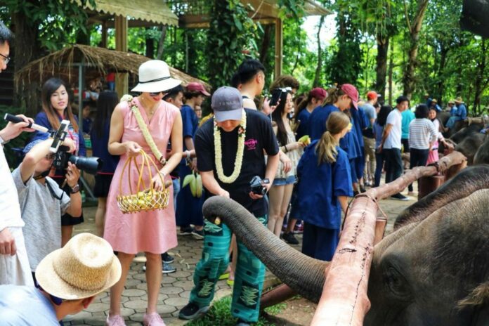 Chinese tourists feed elephants in Lampang province.