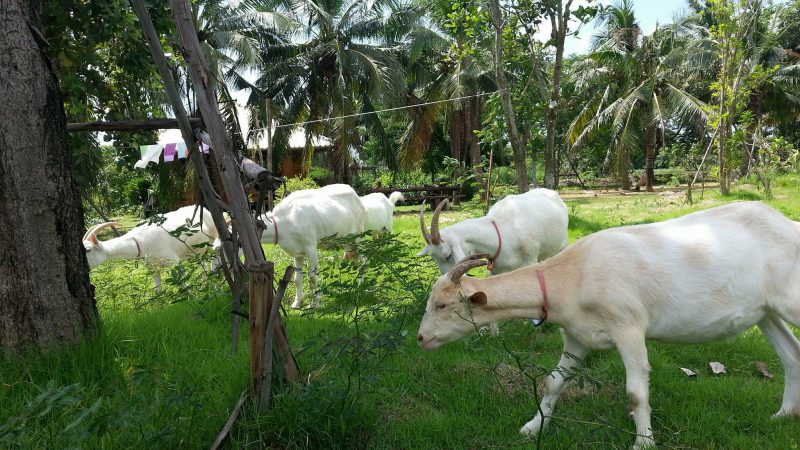 Photo: Little Goat Farm and Cheesery / Facebook