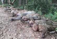 Monkey Massacre? Macaques Drop Dead From ‘Poisoned Watermelon’ Monkey bodies are lined up Wednesday near a khlong in Baan Yaang Ngam community of Rayong province.