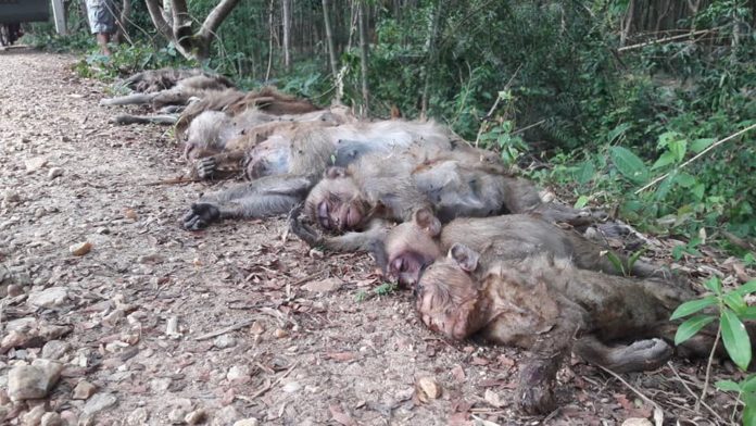 Monkey bodies are lined up Wednesday near a khlong in Baan Yaang Ngam community of Rayong province. Monkey bodies are lined up Wednesday near a khlong in Baan Yaang Ngam community of Rayong province.