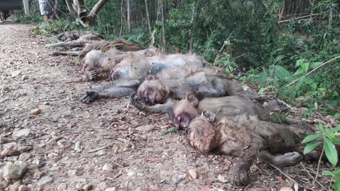 Monkey bodies are lined up Wednesday near a khlong in Baan Yaang Ngam community of Rayong province.