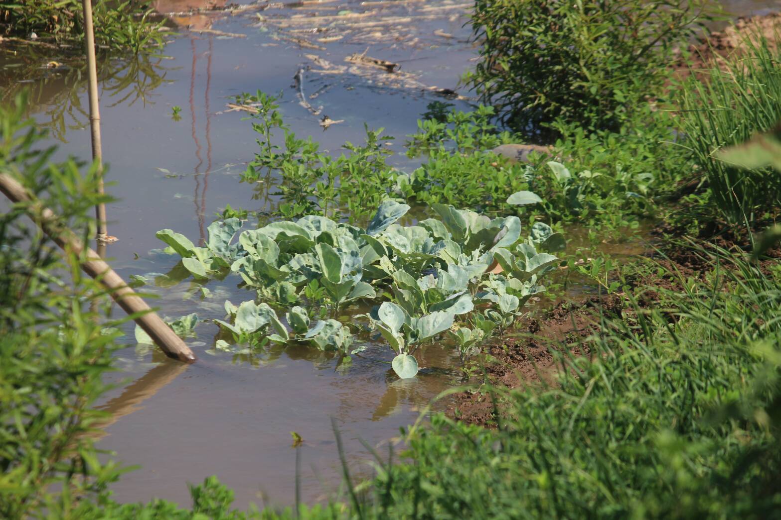 Water in vegetable plots in Ubon Ratchathani. Photo: Mixmixka Naree / Facebook