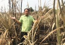 Burning Sugarcane Stalks Contributes to Smog: Activists