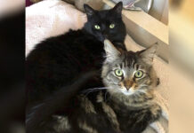 Silicon Valley Landlord Rents $1,500 Studio to 2 Cats An undated photo by David Callisch shows cats Tina, at top, and Louise relaxing at home in San Jose, California.