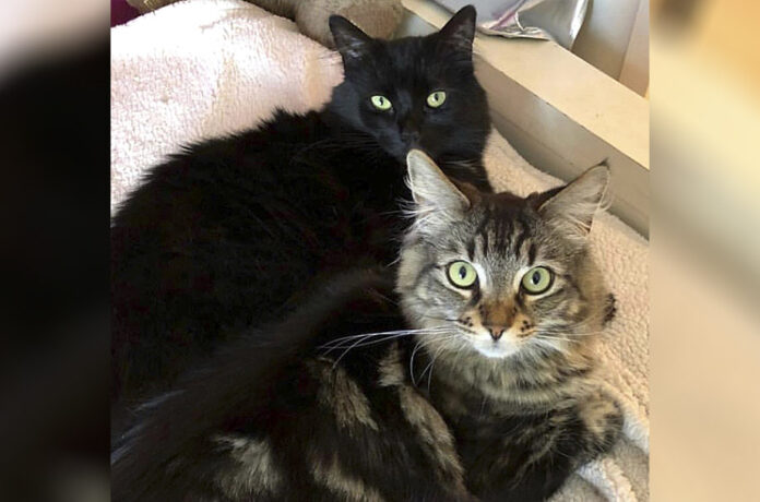 An undated photo by David Callisch shows cats Tina, at top, and Louise relaxing at home in San Jose, California. An undated photo by David Callisch shows cats Tina, at top, and Louise relaxing at home in San Jose, California.